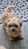 Maltipoo dogs F1 Maltipoo puppies 🐶 Just 2 girls remaining - Advert 7