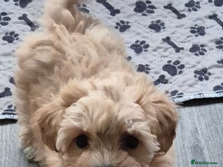 Maltipoo dogs F1 Maltipoo puppies 🐶 Just 2 girls remaining - Advert 1