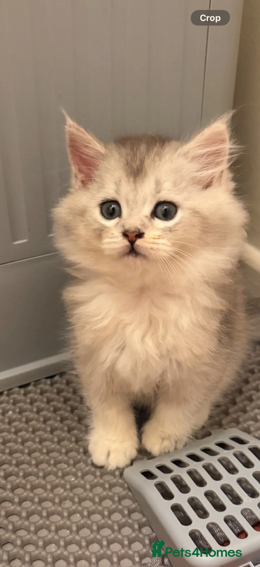 Maine Coon cats for sale: 1 British Longhair X Mainecoon 🩶 Male  - Advert 12