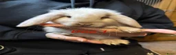 Mini Lop rabbits for sale: Gorgeous mini lop babies - Advert 7