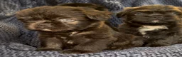 French Bulldog dogs for sale: Fluffy French Floodles  in Manchester - Advert 5