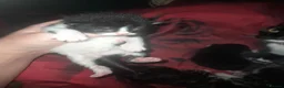 Mixed Breed cats for sale: 3 kittens - Advert 6