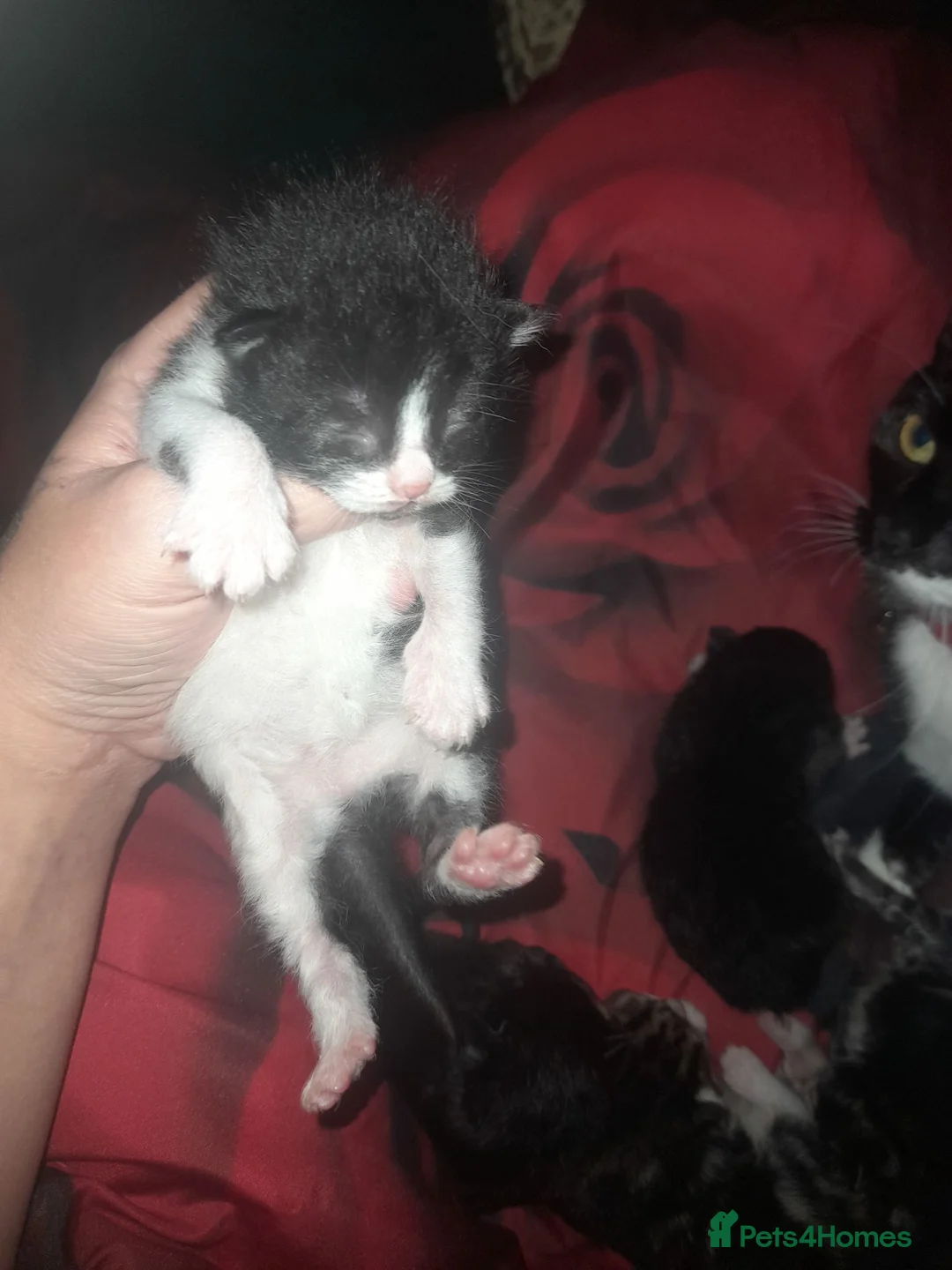 Mixed Breed cats for sale: 3 kittens - Advert 6