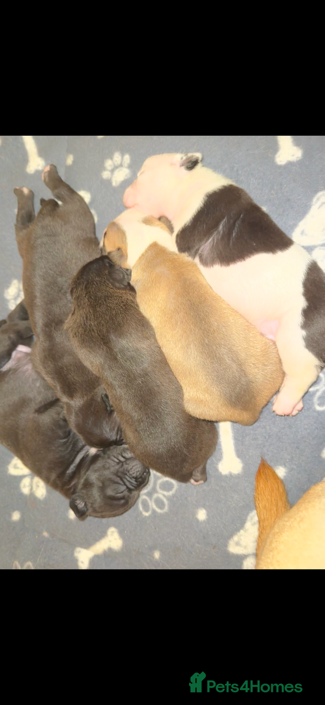 Dorset Olde Tyme Bulldogge dogs for sale: Olde tyme bulldogge puppies - Image 6
