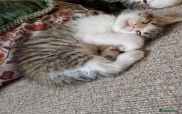 Mixed Breed cats for sale: 4 beautiful kittens available Saturday 22nd - Advert 9