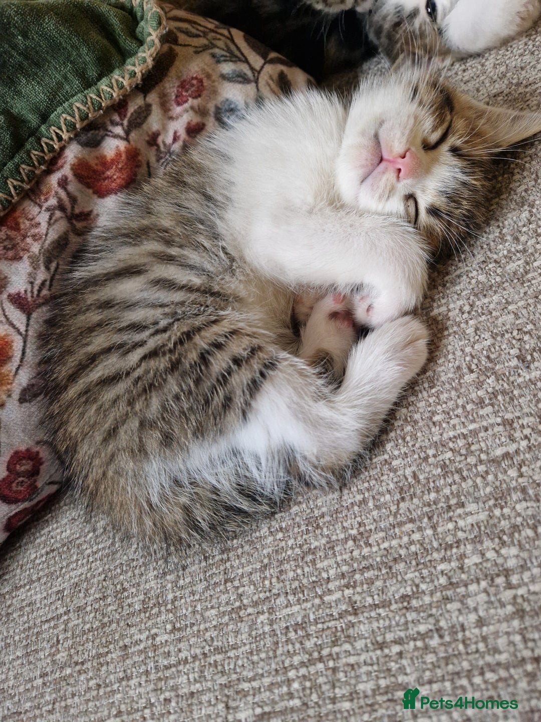 Mixed Breed cats for sale: 4 beautiful kittens available Saturday 22nd - Advert 9