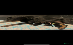 Rottweiler dogs for sale: Meet saka! Adorable Rottweiler  - Image 4