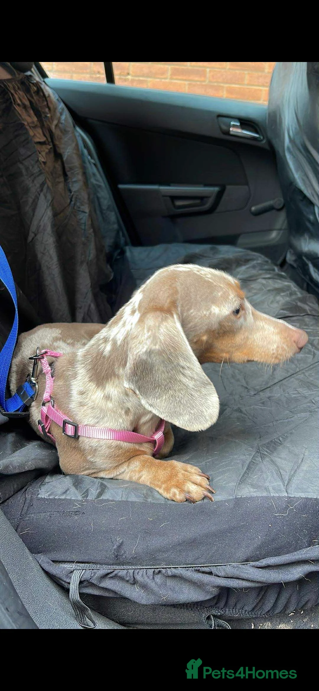 Miniature Dachshund dogs for sale: Isabella dapple and tan 1 year old female - Advert 1