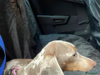 Miniature Dachshund dogs Isabella dapple and tan 1 year old female - Advert 4