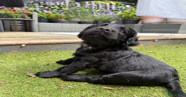Sprocker dogs - Advert 16