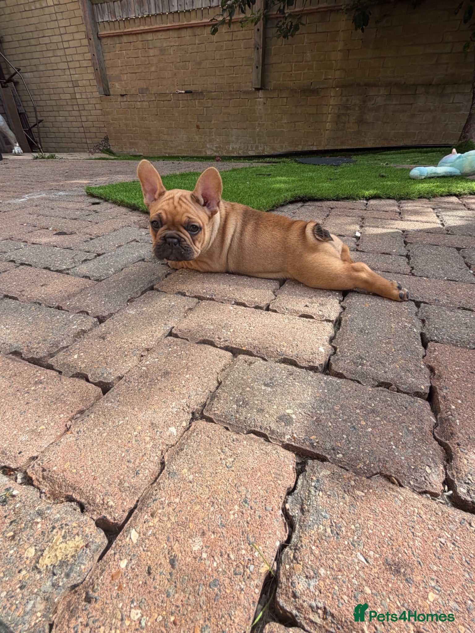 French Bulldog dogs STUNNING ORIGINAL RED FAWNS - Advert 1