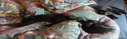 Mixed Breed cats for sale: 3 kittens looking for home in Bradford - Advert 8