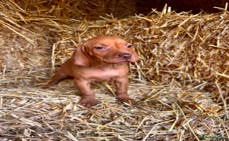 Hungarian Vizsla dogs - Advert 2