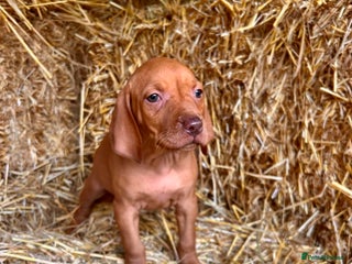 Hungarian Vizsla dogs Hungarian viszla puppy - Advert 2