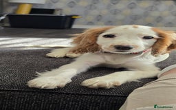 Cocker Spaniel dogs for sale: 15 week Cocker Spaniel Puppy female  - Image 3