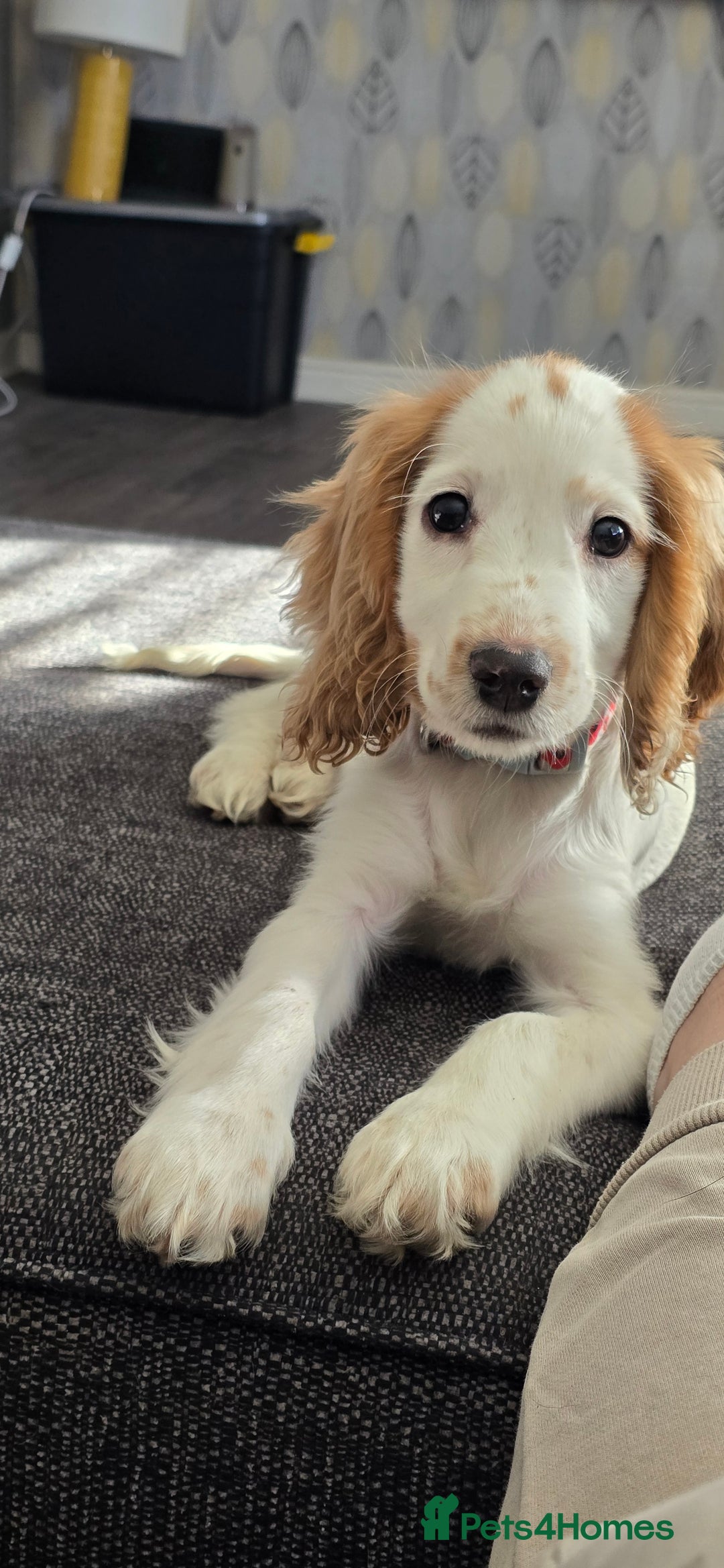 Cocker Spaniel dogs for sale: 15 week Cocker Spaniel Puppy female  - Image 3