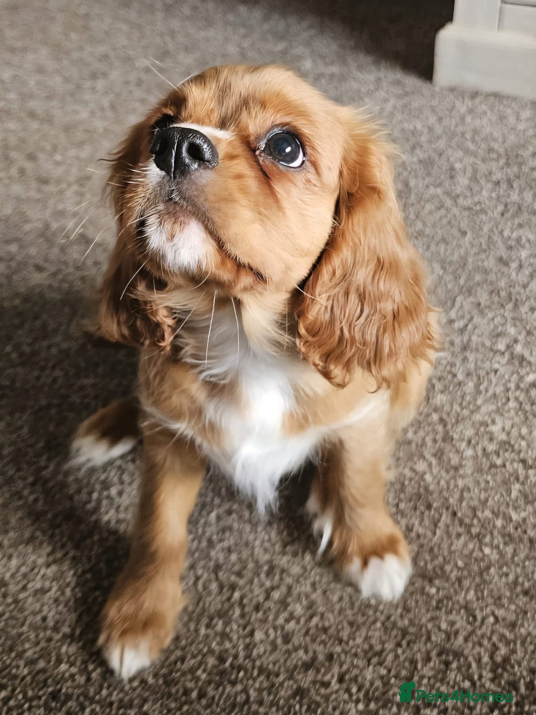 Cavalier King Charles Spaniel dogs for sale: Beautiful Cavellier Puppies Essex in Rayleigh - Image 1