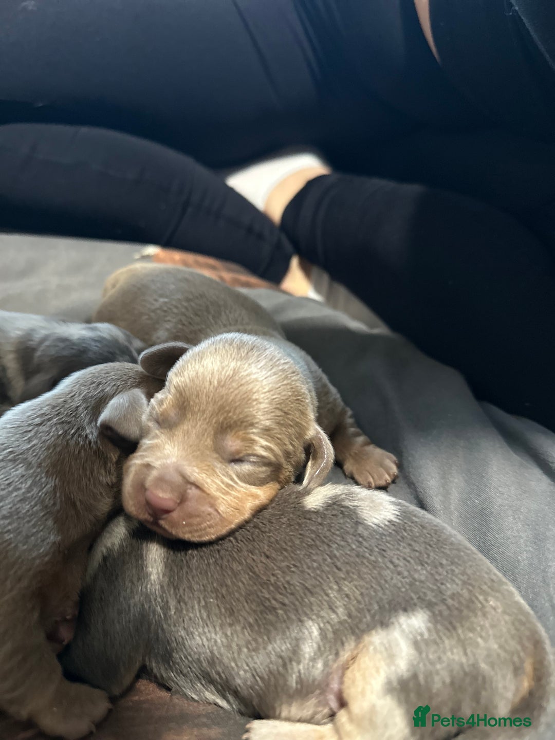 Dachshund dogs for sale: 7 Beautiful dachshund puppies  - Advert 23