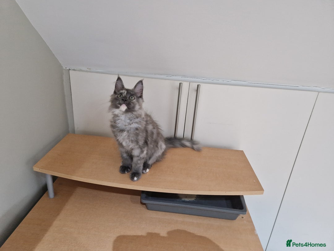 Maine Coon cats for sale: HEALTHY 5 Generation GCCF pedigree Maine coons - Image 8