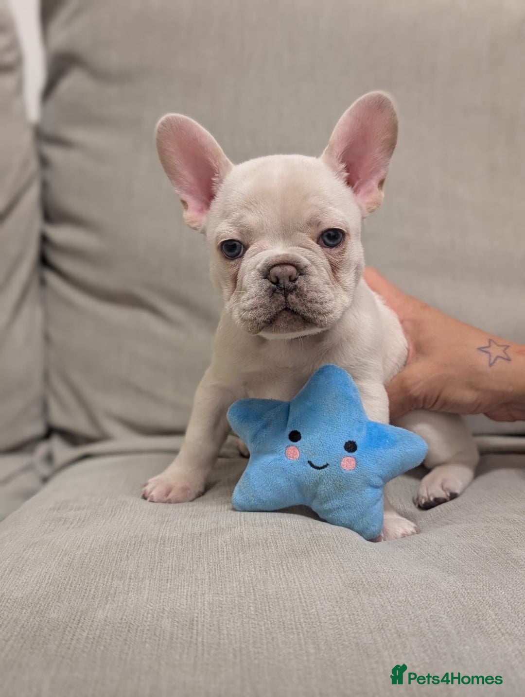 French Bulldog dogs for sale: French Bulldogs For Sale - Advert 3