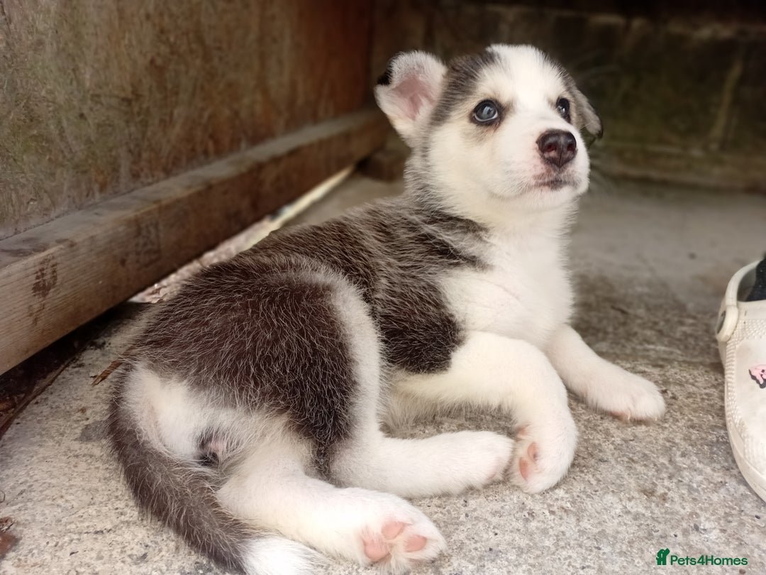 Mixed Breed dogs for sale: Alaskan malamute cross collies puppy's  - Image 12