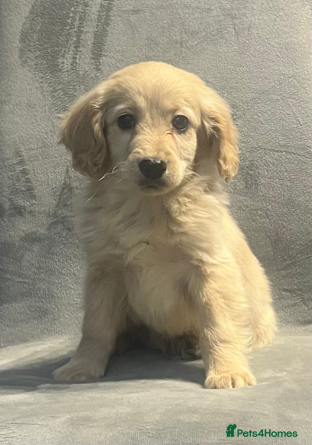 Cockapoo dogs for sale: Beautiful merl Cockpoo puppies  - Advert 25