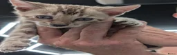 Bengal cats for sale: TICA registered pure bred Bengal kittens  - Advert 9