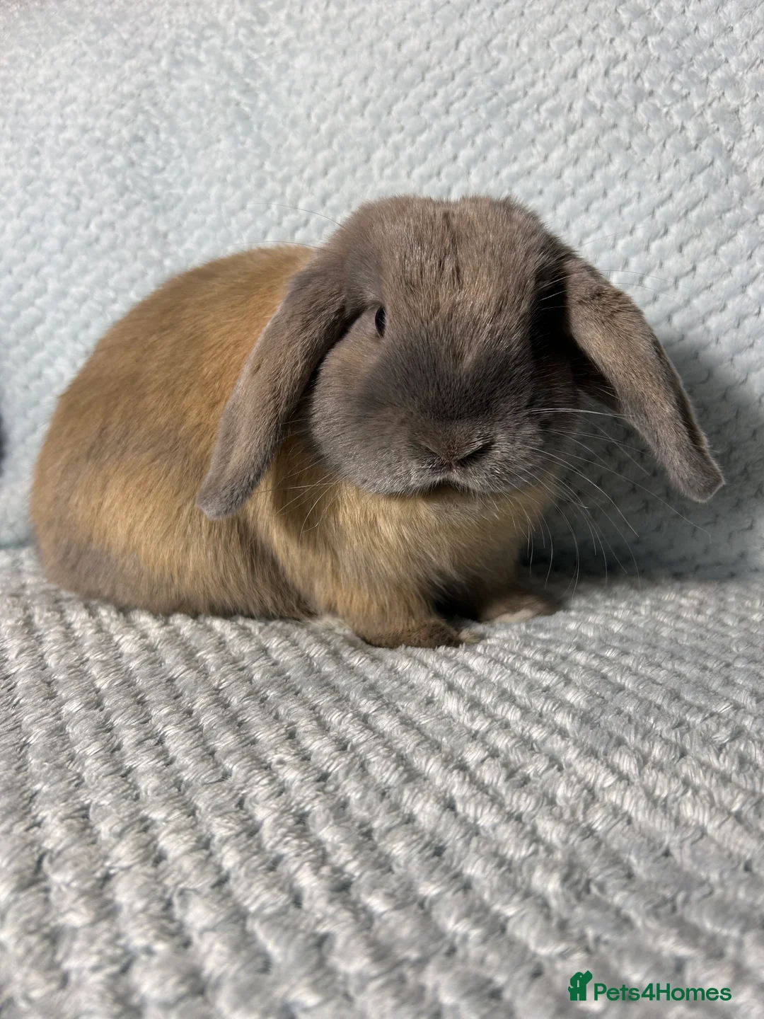 Mini Lop rabbits for sale: 🌼Pure breed Mini lop🌼  - Advert 2