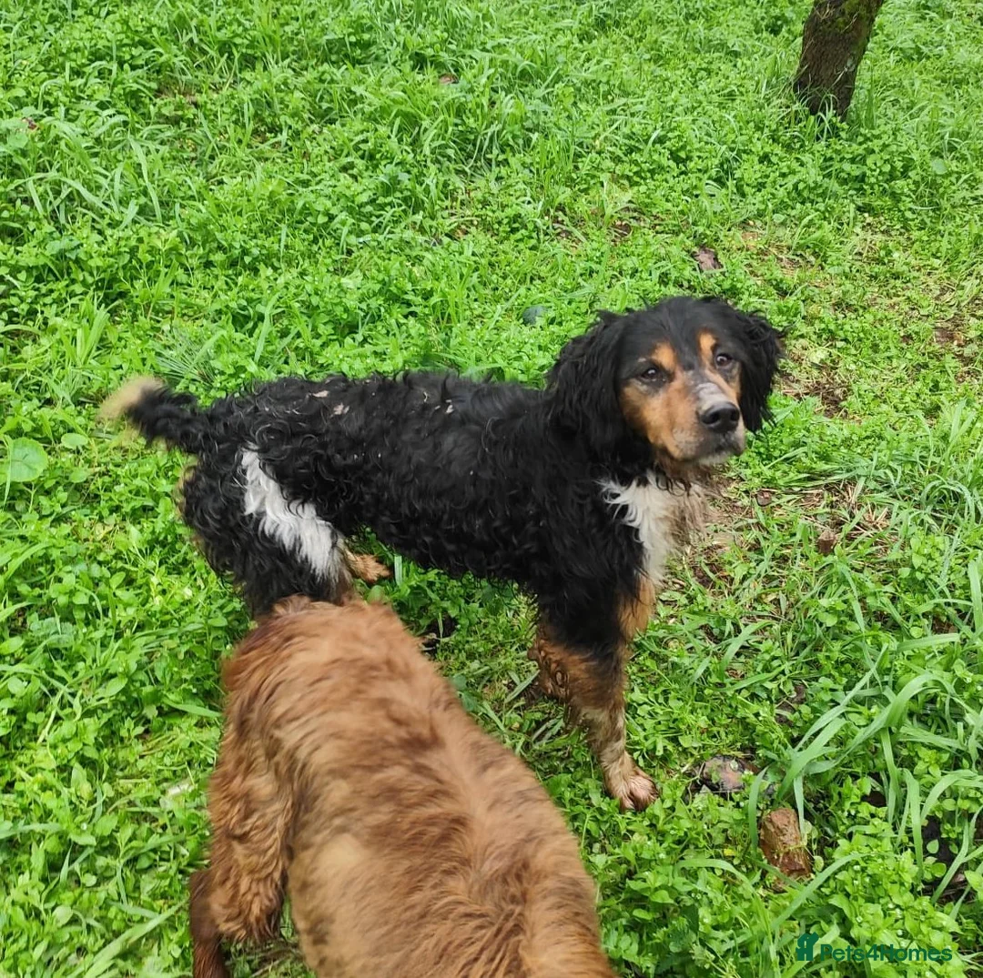 Brittany Spaniel dogs for adoption: Sweet Imani loves everybody! Reading, Berkshire in Reading - Advert 2