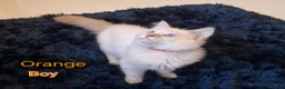 Ragdoll cats for sale: Ragdoll Kittens Ready For Forever Homes - Advert 7
