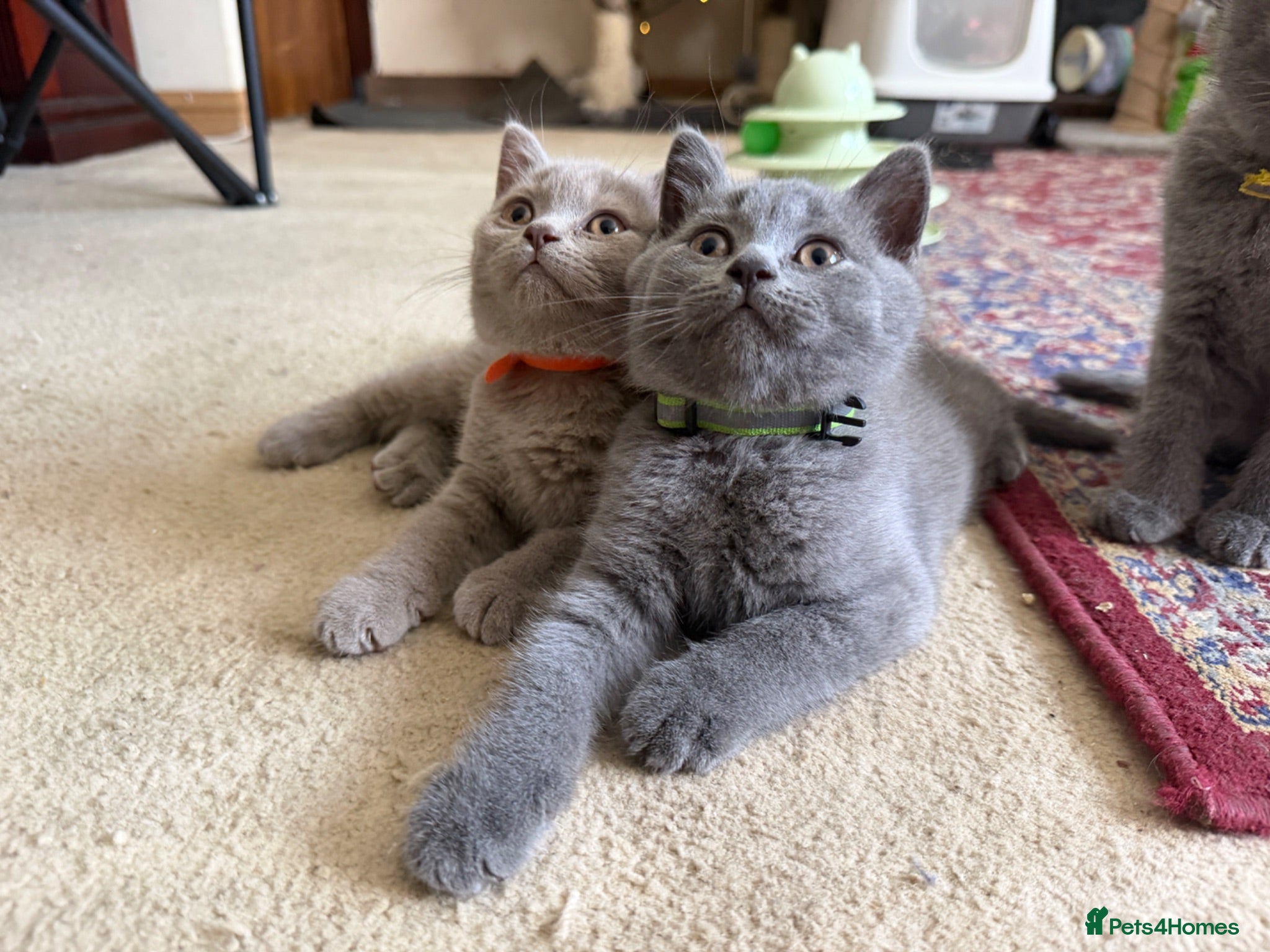 British Shorthair cats Ready to collect now! - GCCF BSH kittens!  - Advert 1