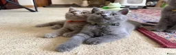 British Shorthair cats for sale: Ready to collect-GCCF British shorthair  kittens!  - Advert 15