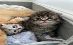 Scottish Fold cats for sale: 2 beautiful Scottish fold kittens  - Image 3