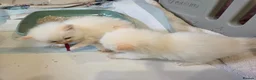 Ragdoll cats for sale: 2 Beautiful Ragdoll Kittens - Advert 15