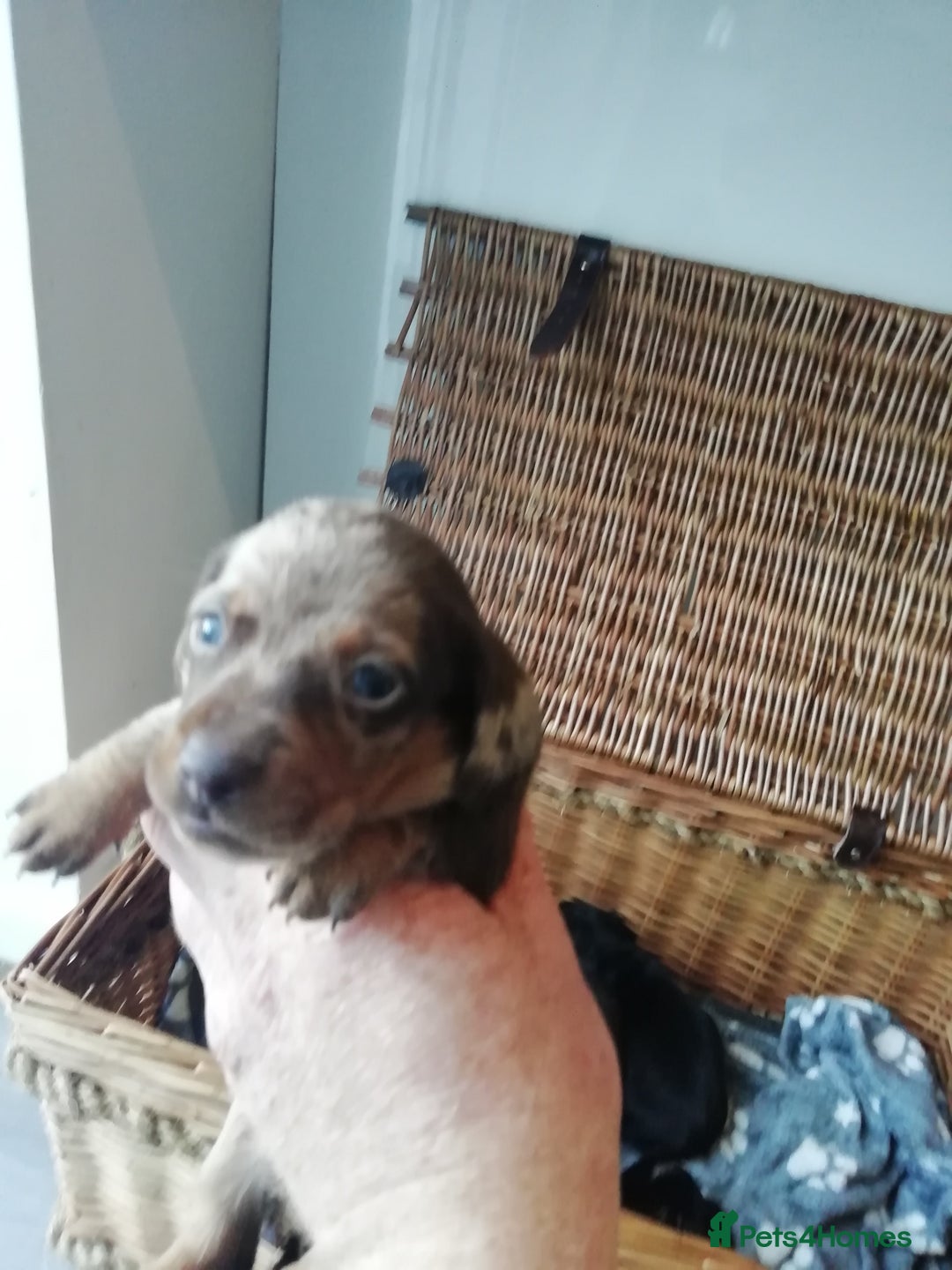 Miniature Dachshund dogs for sale: Miniature Dachshund  - Advert 4