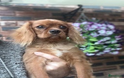 Cavalier King Charles Spaniel dogs for sale: Meet Charlie  - Image 4