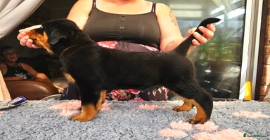 Rottweiler dogs - Advert 4