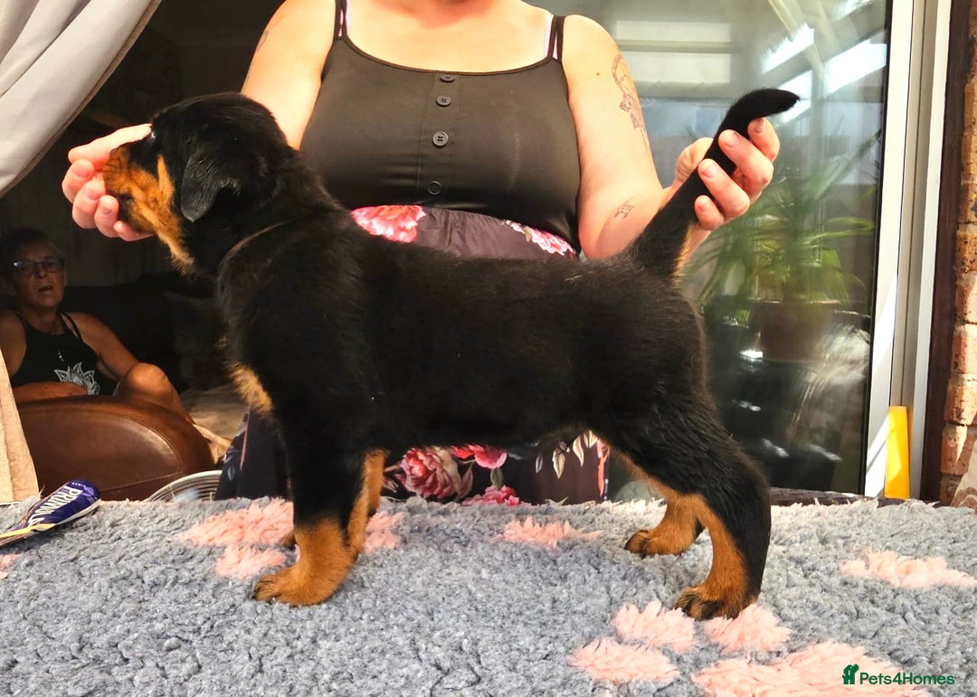 Rottweiler dogs for sale: Superb litter of dual purpose Rottweiler puppies. - Image 3