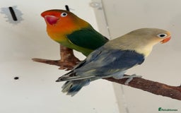 Lovebirds birds for sale: Proven breeding pair for Sale - Image 3