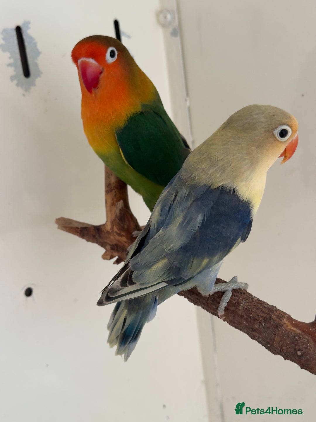 Lovebirds birds for sale: Proven breeding pair for Sale - Image 3
