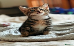 Mixed Breed cats for sale: Lovely kittens looking for a new home - Image 3