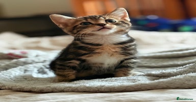 Mixed Breed cats - Advert 8