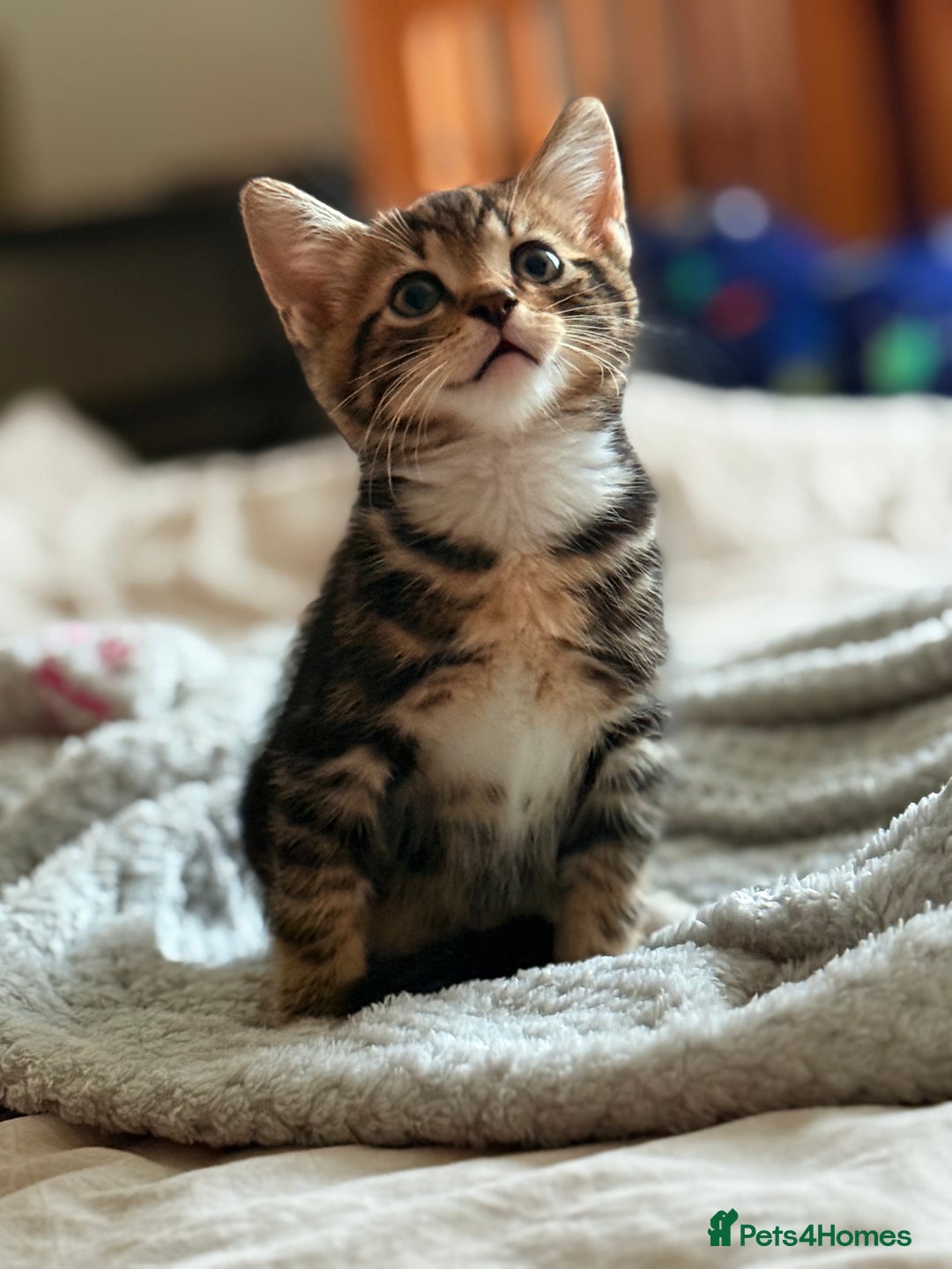 Mixed Breed cats for sale: Lovely kittens looking for a new home - Image 3