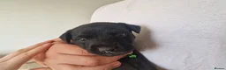 Patterdale Terrier dogs for sale: 1 left - Working Patty Pup - Advert 16