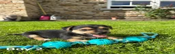 Jack Russell dogs for sale: Black & Tan Jack Russell Puppies  in Richmond - Advert 3