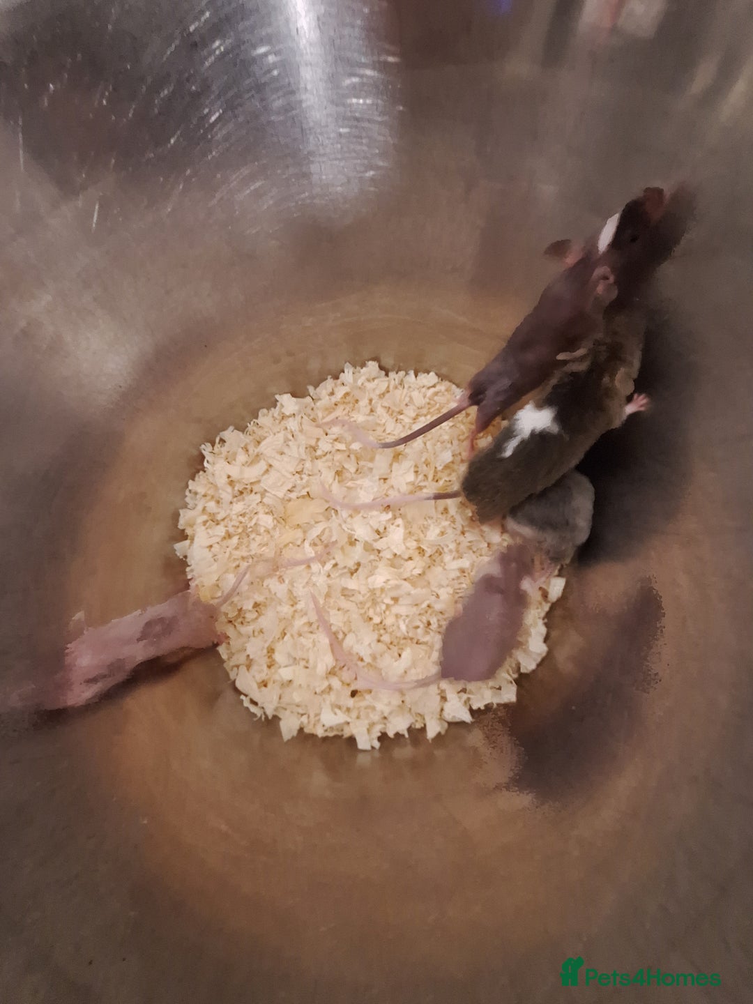 Mouse rodents for sale: Fancy pet mice for sale £8 each  - Image 9