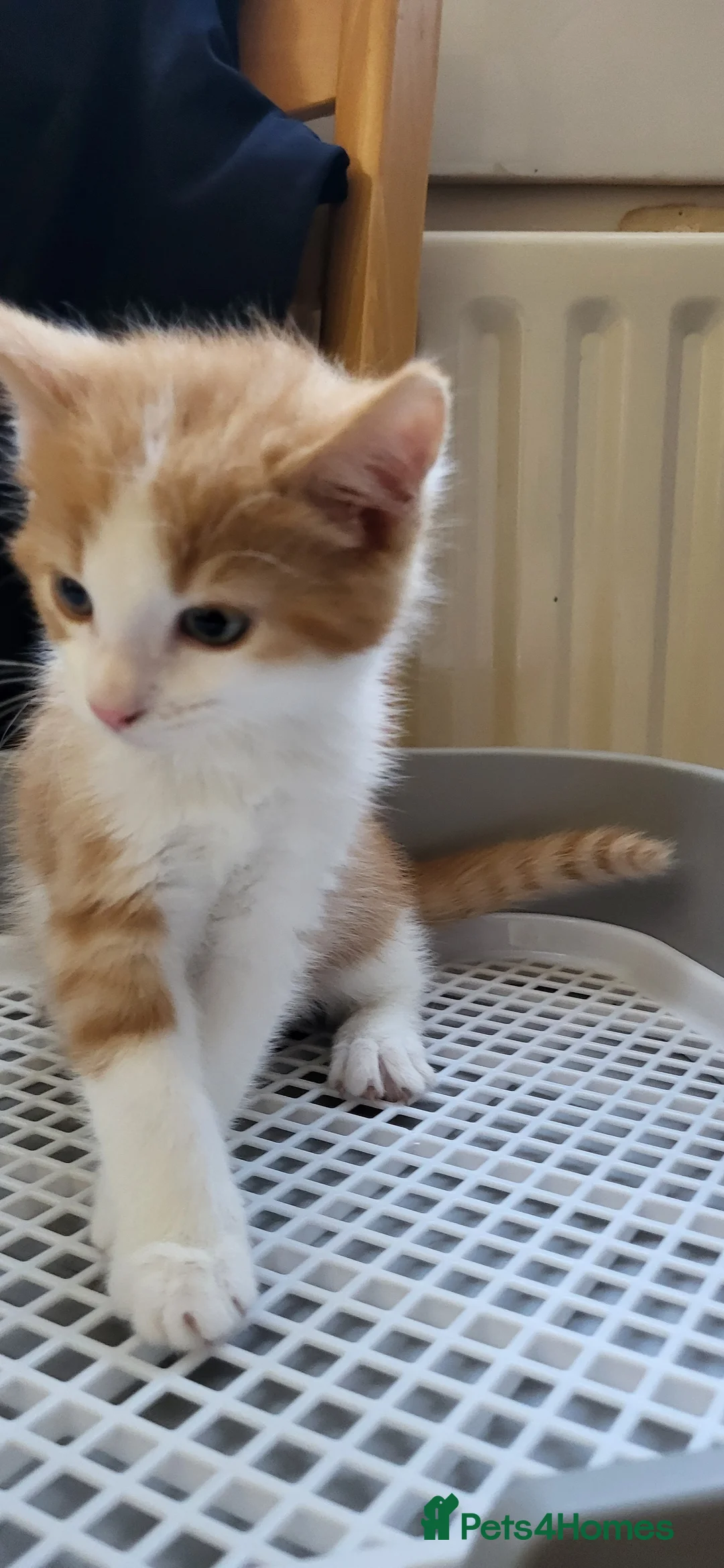 European cats for sale: Beautiful kitten looking good a home - Advert 5