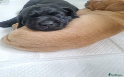 Labrador Retriever dogs for sale: Adorable labrador puppies 🐾  - Image 11