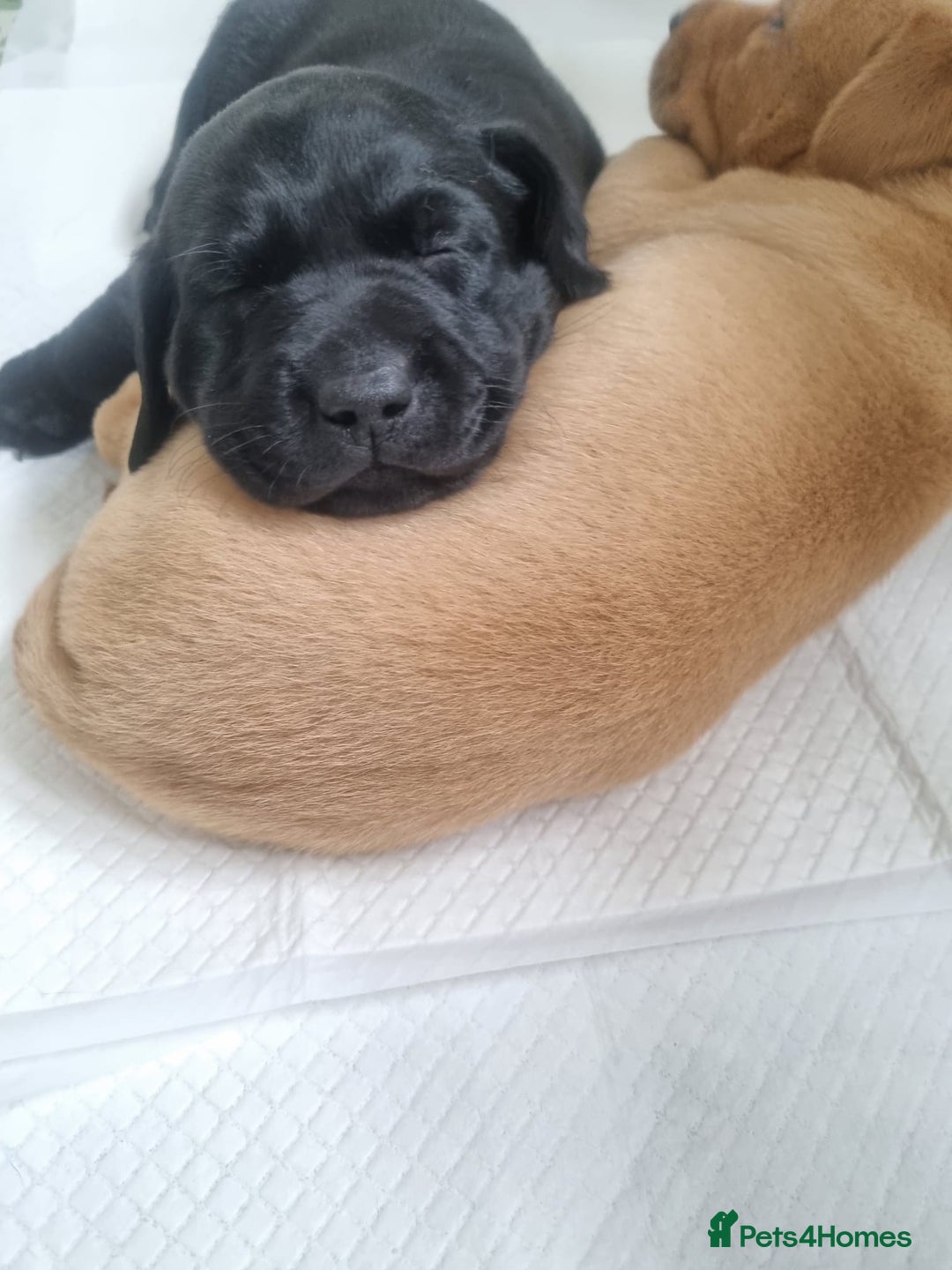 Labrador Retriever dogs for sale: Adorable labrador puppies 🐾  - Image 11