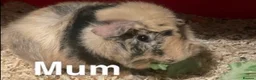 Guinea Pig rodents for sale: Gorgeous Fluffy piggies 3 x Boys - Advert 14